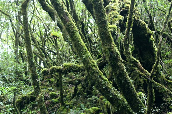 Có nhiều rêu bám trên cây Đỗ Quyên, mang lại một vẻ đẹp hoang sơ. Ảnh: Đình Hiệp