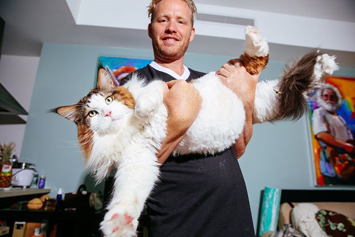 Chú mèo khổng lồ Samson thuộc giống mèo Maine Coon - giống mèo nhà lớn nhất trên thế giới. (ảnh: boredpanda/instargram).