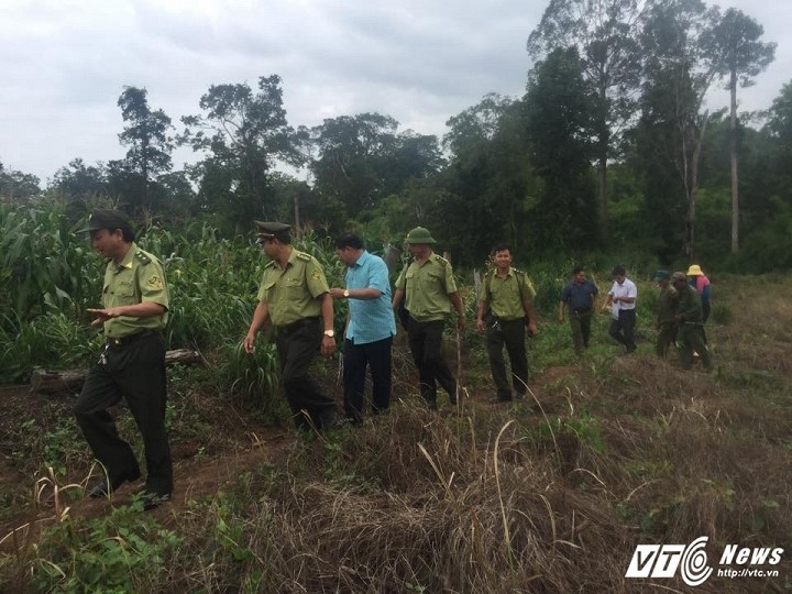 Lực lượng chức năng tiến hành kiểm tra khu vực đàn voi rừng tàn phá-Ảnh: Yumi 