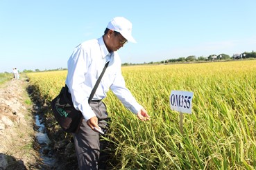  Viện Lúa ĐBSCL trình diễn các giống lúa mang thương hiệu OM do Viện chọn tạo.