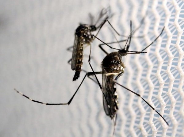 Virus Zika lây truyền qua muỗi Aedes aegypti. (Nguồn: Reuters)