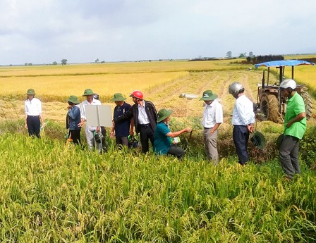 Mô hình trình diễn 2 giống lúa OM 4900 và OM 5451 tại huyện Tánh Linh, tỉnh Bình Thuận. Ảnh: CTV 