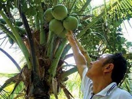 Trồng dừa sáp từ giống cấy phôi sẽ giúp nông dân tăng thu nhập