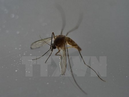 Muỗi - vật trung gian lây truyền virus Zika. (Ảnh: AFP/TTXVN)
