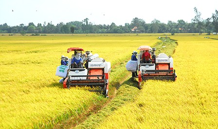 Tỷ lệ cơ giới hóa khâu thu hoạch lúa ở ĐBSCL đạt 75%. Trong ảnh: Thu hoạch lúa bằng máy gặt đập liên hợp tại tỉnh Tiền Giang. Ảnh: Nguyễn Sự