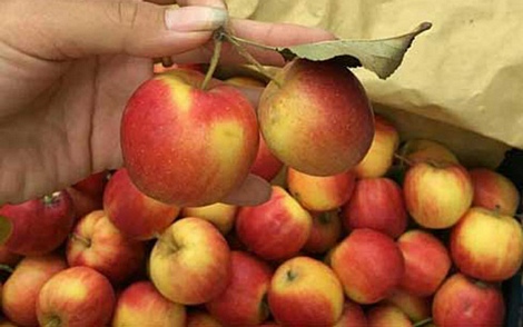 Một số thương lái ở Quảng Ninh, Yên Bái và Vĩnh Phúc đã nhập loại táo này về bán qua đường cửa khẩu
