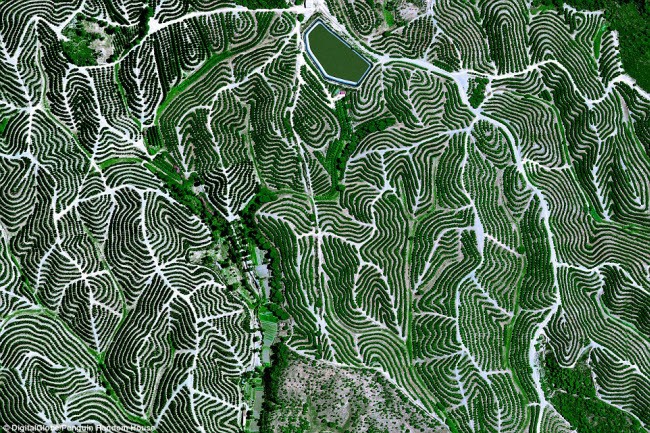 Những cánh đồng trái cây tạo thành họa tiết như tranh vẽ trên dãy đồi ở Huelva, Tây Ban Nha. Điều kiện khí hậu ở đây rất thuận lợi để trồng trọt.