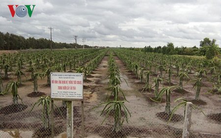 Nông dân huyện Tân Phước, tỉnh Tiền Giang chuyển từ đất trồng dứa sang trồng cây thanh long.