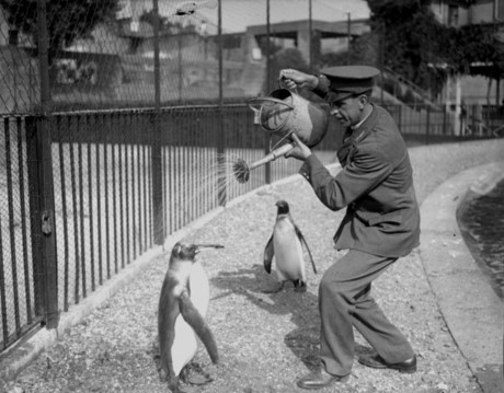  Nhân viên vườn thú tắm cho một con chim cánh cụt, năm 1930.