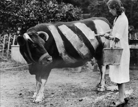 Một nông dân vẽ lên lưng một con bò trong thời kỳ Thế chiến II để đảm bảo rằng nó không trở thành nạn nhân của một vụ va chạm xe, Anh, năm 1939.