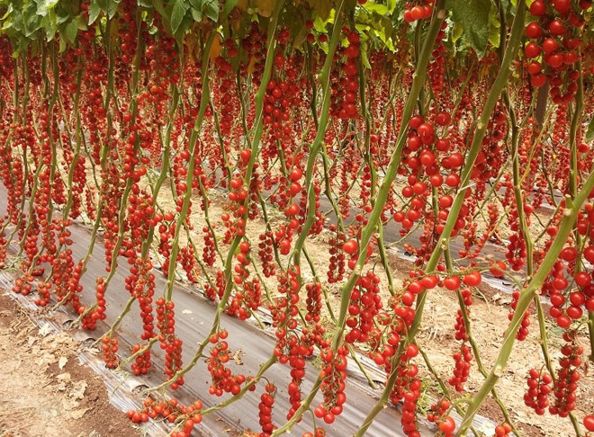 Giống cà chua cherry cho trái sai trĩu trịt, đỏ lọng từ gốc đến ngọn.