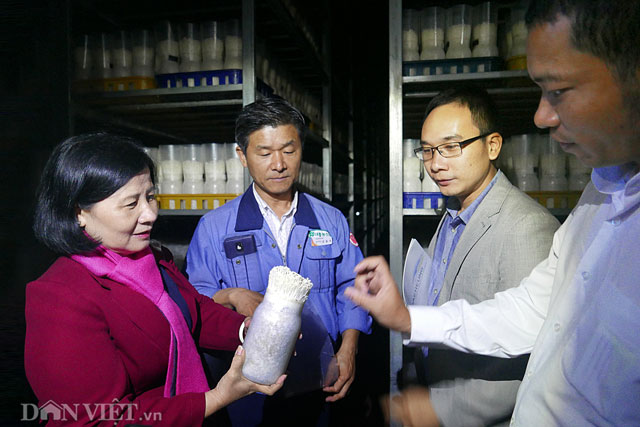 Bà Nguyễn Hồng Lý – Phó chủ tịch TƯ Hội Nông dân Việt Nam tại trang trại sản xuất nấm kim châm.