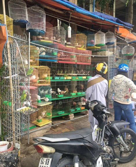 Sẽ không bố trí kinh doanh mua bán chim, gà, chó, cá cảnh trên vỉa hè đoạn đường Nguyễn Thị Út 
