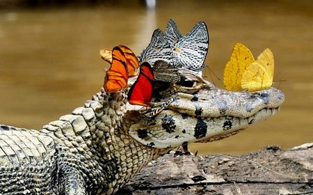 Cowan đã thấy những con bướm đậu lên đầu một chú cá sấu Caiman. (Nguồn: Caters News Agency)