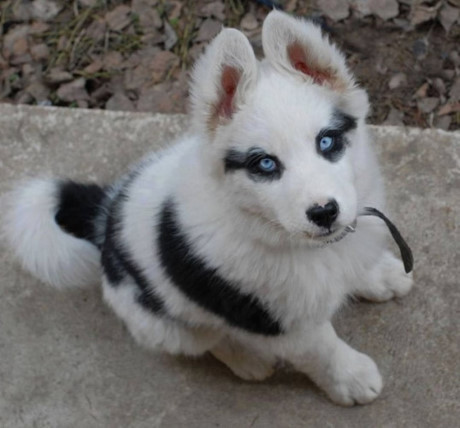 Chú chó Husky này có đôi mắt như của người Ai Cập cổ đại.