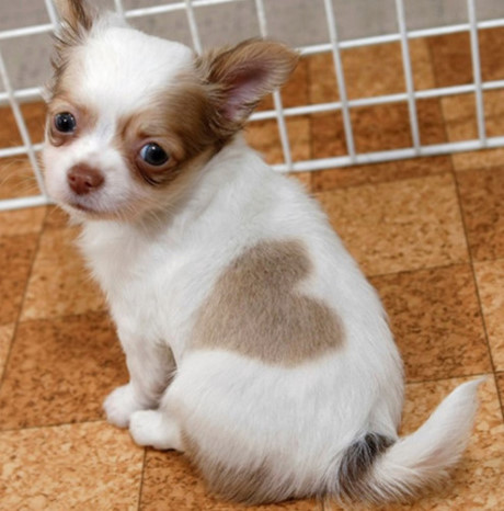 Chú chó Puppy có bộ lông họa tiết trái tim.