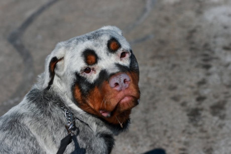 Chú chó này trông như có 4 con mắt.