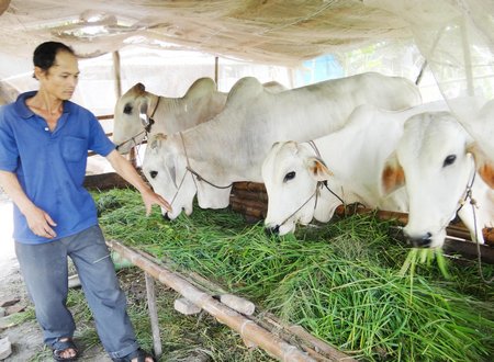 Con bò từ cách nuôi truyền thống sẽ được nhân rộng mô hình ứng dụng công nghệ cao ở An Giang.