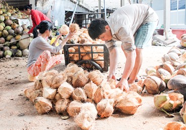 Thu mua dừa khô tại một cơ sở sản xuất kinh doanh dừa ở huyện Mỏ Cày Bắc, tỉnh Bến Tre.