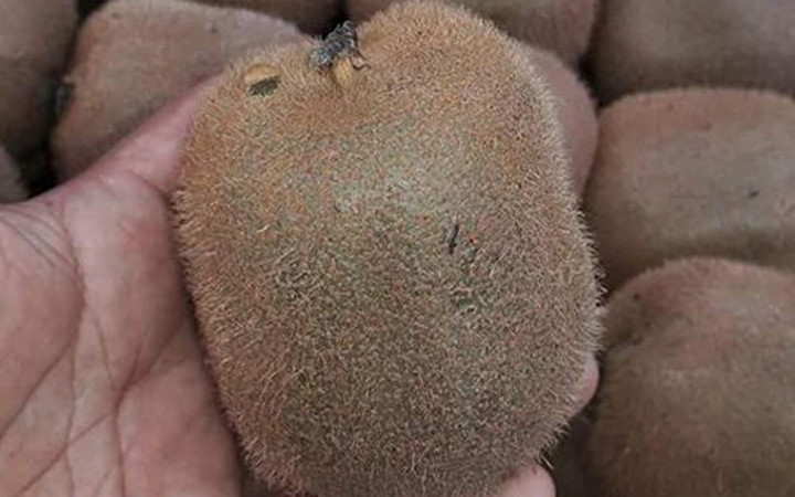 Nhìn bề ngoài rất khó nhận diện đâu là kiwi Trung Quốc bởi màu sắc khá giống nhau, tuy hàng Trung Quốc thường có màu thâm xỉn