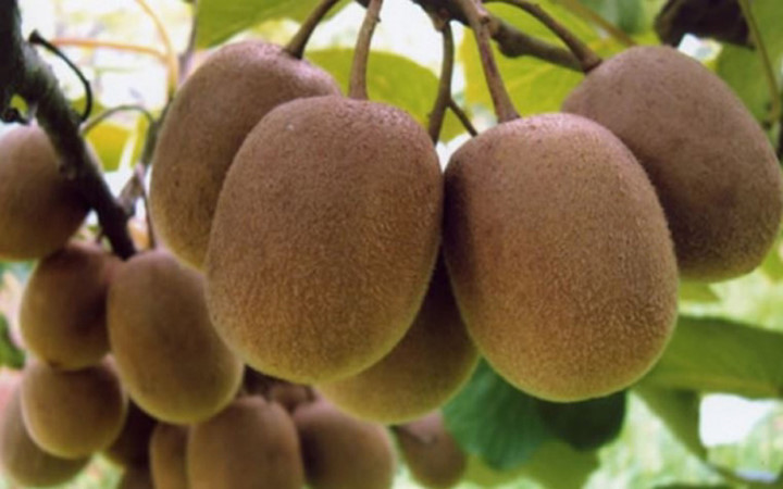 Giá kiwi Trung Quốc chỉ 25.000 - 30.000 đồng/kg