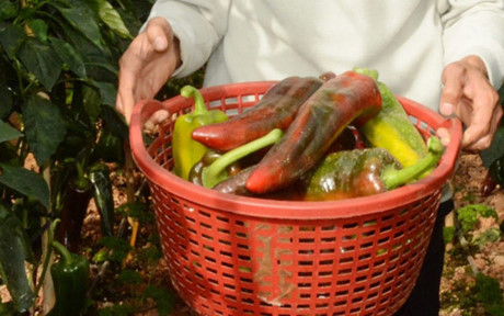Loại ớt này dài tới 30cm, trái nặng đến 300g, không chỉ dùng để chế biến các món ăn thông thường mà còn có thể ăn sống, xay làm sinh tố giống như các loại trái cây
