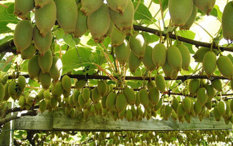 Kiwi được xếp hạng trong top đầu các loại trái cây có hàm lượng dinh dưỡng cao