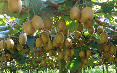Kiwi là loại quả được xếp hạng trong top đầu các loại trái cây rất tốt cho sức khỏe và mang lại cho phụ nữ một làn da khỏe đẹp