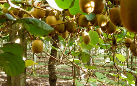 Quả kiwi được gọi là một loại “siêu trái cây”. Một trái kiwi cung cấp các loại vitamin, khoáng chất, calo có trong hơn 27 các loại trái cây phổ biến nhất