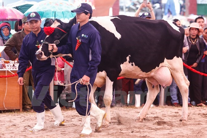 Khoảng 9 giờ sáng, các “cô bò” bắt đầu trình diễn trước hàng nghìn nông dân và quan khách tại Sân vận động thị trấn. (Ảnh: Minh Chiến/Vietnam+)