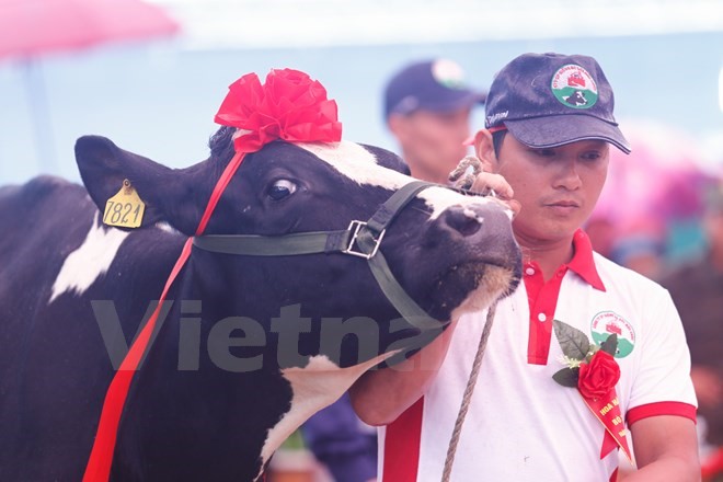 20 nàng bò tốt nhất đã được chọn từ 126 cô bò tốt khắp các vùng Cao nguyên Mộc Châu. (Ảnh: Minh Chiến/Vietnam+)