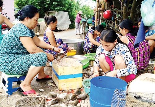 Do lũ nhỏ nên nhiều bà con ở vùng đầu nguồn huyện An Phú (An Giang) bỏ câu lưới chuyển qua nghề đuổi chuột kiếm sống