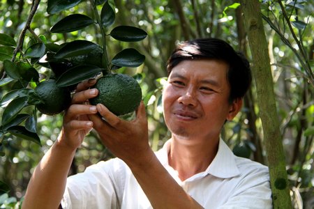 Anh Phan Văn Chung bên vườn cam của mình. Ảnh tư liệu