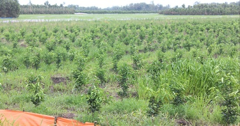 Nhiều diện tích lúa đã được lên liếp trồng mới cam sành ở Hiếu Nghĩa.