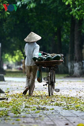 Mùa lá rụng ở phố Phan Đình Phùng, Hà Nội