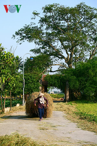 Ở Làng cổ Đường Lâm, thị xã Sơn Tây, Hà Nội