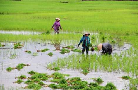 Nhóm phụ nữ giặm lúa ở cánh đồng xã Hậu Thạnh Đông đang có nguy cơ mất trắng do phía ngoài đê bao lũ dâng, hiện công giặm lúa là 100.000 đ/6 tiếng.