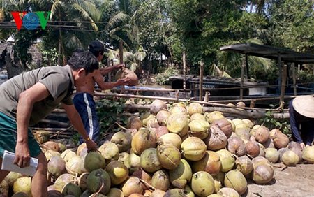 Doanh nghiệp địa phương thu mua dừa của nông dân.