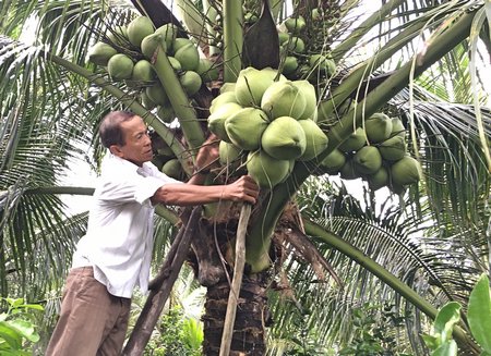 Ông Lê Văn Thái chăm sóc vườn dừa dứa trăm triệu đang cho trái.