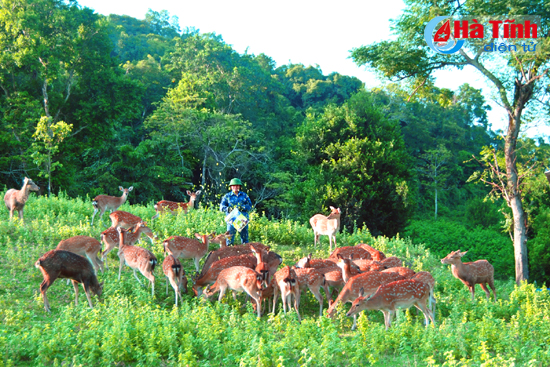 Chăn nuôi hươu – một trong những sản phẩm chủ lực, đem lại thu nhập cao cho người dân Hương Sơn.