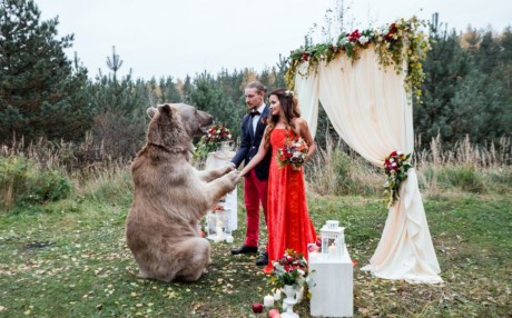 Không chỉ làm nhiệm vụ mang nhẫn, gấu Stepan còn cầm tay hai người và tuyên bố Denis-Nelya đã là vợ chồng. (Nguồn: Caters News Agency)