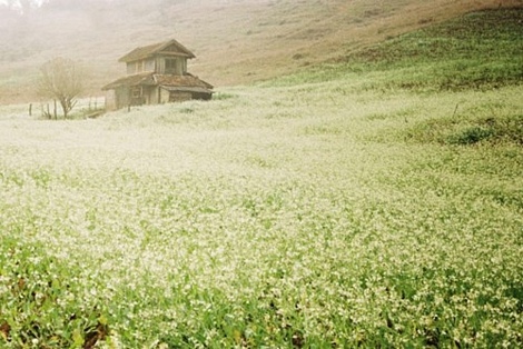 Tháng 11, Mộc Châu được bao phủ bởi sắc trắng hoa cải. Ảnh: Yen Nguyen/flickr.com