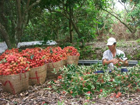 Rau quả, trái cây Việt Nam có bước tăng trưởng vượt bậc trở thành mặt hàng xuất khẩu “tỷ đô” của ngành trồng trọt. Trong ảnh: Thu hoạch chôm chôm ở xã Bình Hòa Phước (Long Hồ). Ảnh: HÀ VĨNH THÁI 