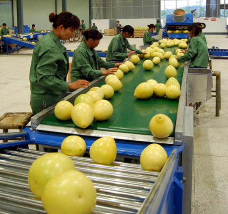 Trong một nhà máy sơ chế và đóng gói bưởi honey ở Trung Quốc.
