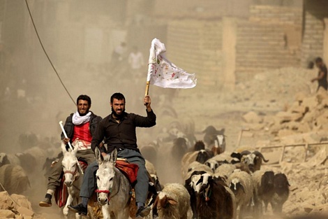 Người đàn ông ở làng Bazwaia, gần Mosul cầm cờ trắng dẫn theo đàn gia súc rời khỏi nơi chiến sự đang diễn ra ác liệt.