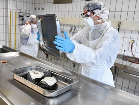 Hai con vịt bị chết do nhiễm virus H5N8 ở Aulendorf, Đức ngày 10/11 vừa qua. (Ảnh: EPA/TTXVN)