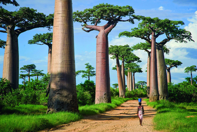 Con đường cây Baobap, Madagascar: Tại bất cứ đâu trên mảnh đất châu Phi, những con đường cuộn đỏ bụi đất, trong các làng mạc, khu rừng rộng lớn hay hoang mạc xa xôi, du khách cũng dễ dàng bắt gặp hình ảnh những cây bao báp vươn thẳng lên bầu trời không một gợn mây. Hình ảnh này đã trở thành biểu tượng cho sự vươn lên không ngừng ở mảnh đất châu Phi thừa nắng gió. Ngoài ra, nó cũng là biểu trưng của Madagascar.