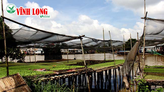 Xóm bầu cải phường Đông Thuận hiền hòa bên sông Chà Và, với những giàn bầu cải chồm ra mé sông. Mỗi năm xóm nghề cung ứng hàng triệu cây giống cho thị trường.