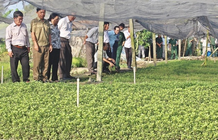 Đoàn tham quan mô hình trồng cải xà lách xoong.