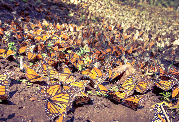 Bướm Monarch còn có tên gọi là bướm vua. Cứ vào khoảng tháng 8 hàng năm, bướm vua lại tổ chức một cuộc thiên di có quy mô hàng tỷ con. Đích đến của chúng là đỉnh núi Urquhart, Michoacan, Mexico. Ảnh: Carlos Adampol Galino